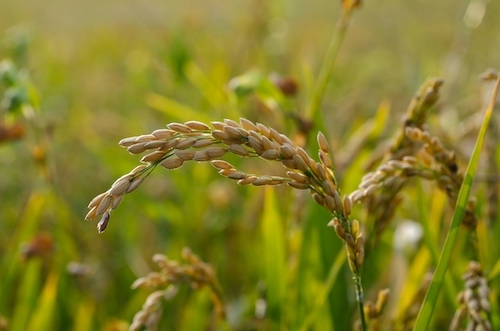mazorca de arroz
