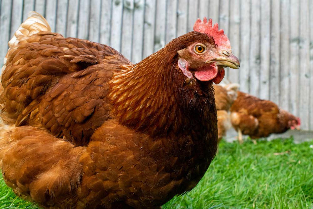 Gallina en un jardín