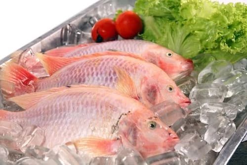pez pargo