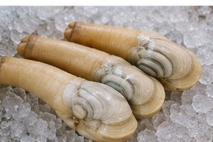 ¿A qué sabe el geoduck?