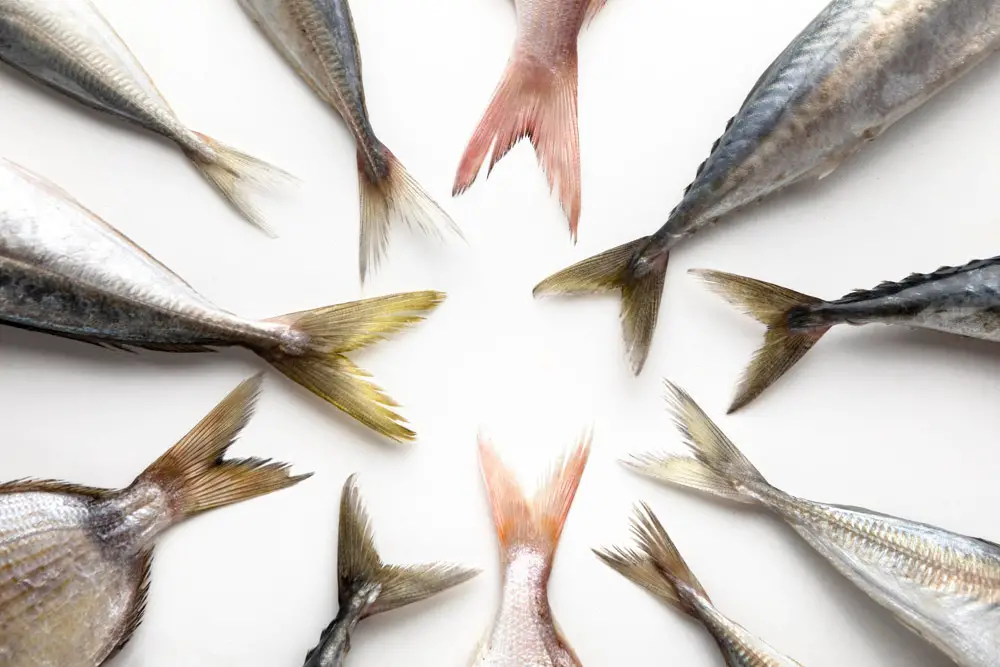 Pescado